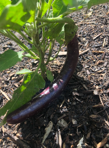 GM Community Garden